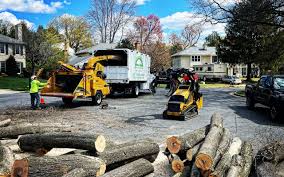 Best Lawn Dethatching  in Blountville, TN