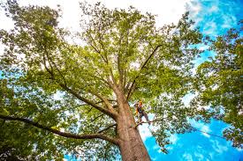 Best Stump Grinding and Removal  in Blountville, TN