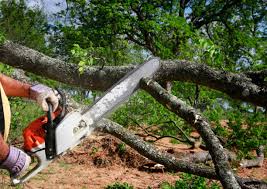 Best Lawn Pest Prevention  in Blountville, TN
