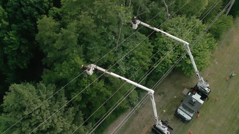 Best Tree Maintenance Programs  in Blountville, TN