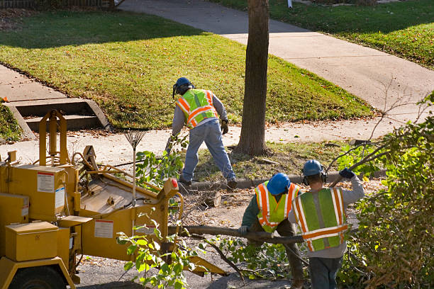 Best Root Management and Removal  in Blountville, TN