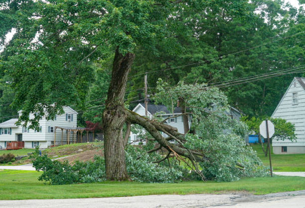 How Our Tree Care Process Works  in  Blountville, TN
