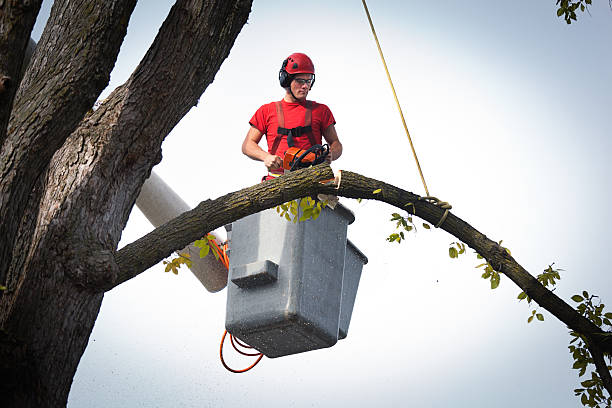 Best Leaf Removal  in Blountville, TN