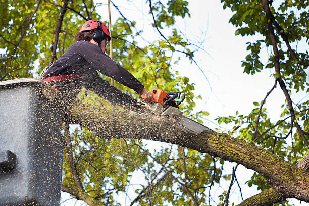 Best Lawn Watering Services  in Blountville, TN