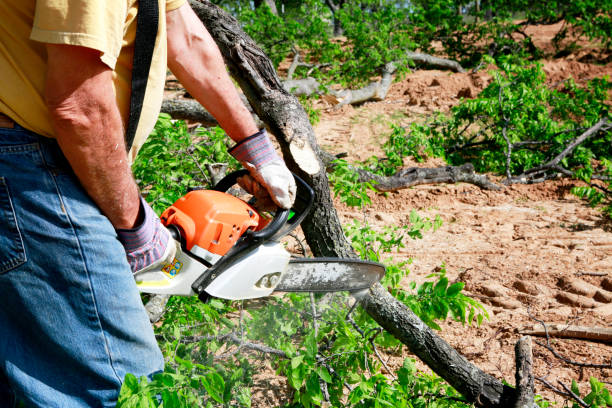 Best Tree Mulching  in Blountville, TN